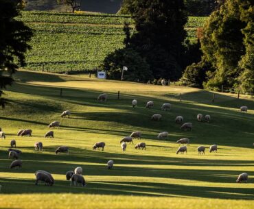Tahuna Golf Club ends sheep farming, aims for groomed course and new members