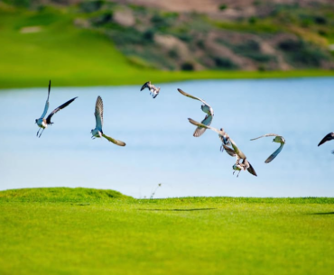 Sustainable Golf: Getting the Messaging Right