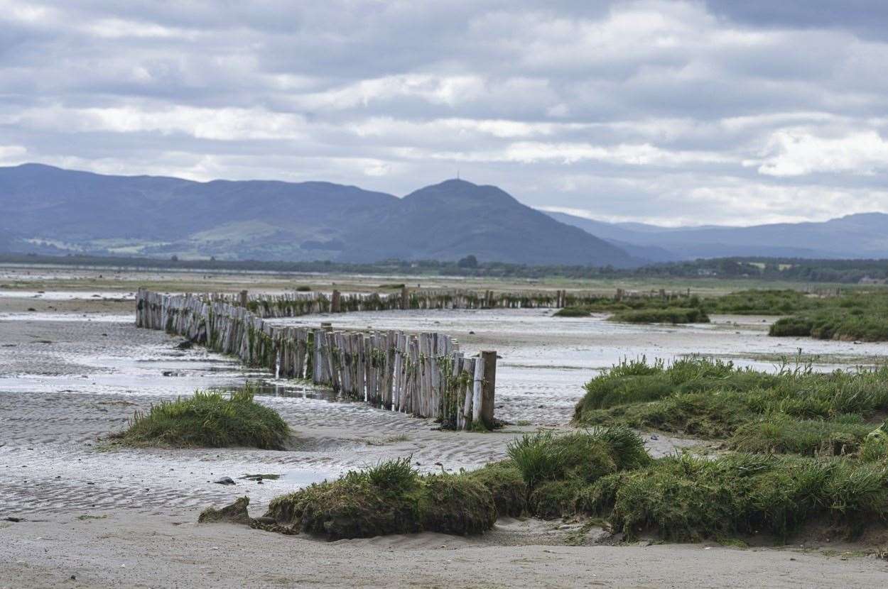 Royal Dornoch Golf club has worked with experts from the University of St Andrews to plant sea grasses and salt marsh to stabilise the sand and hold back the sea. Picture: David Bell