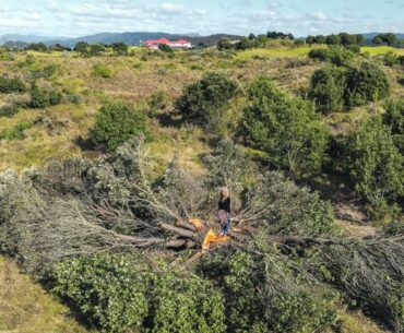 Ōhope golf club ordered to restore dunes after removing 500 native trees