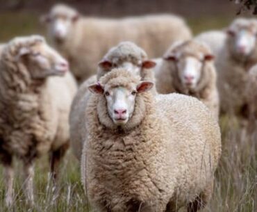Sheep sacked after 55 years as New Zealand golf course turns to mowers - Deccan Herald
