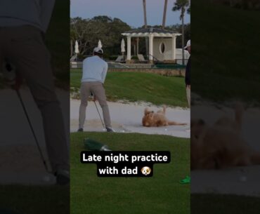 Adam Schenk’s dog Bunker playing in the bunker 🐕🐾