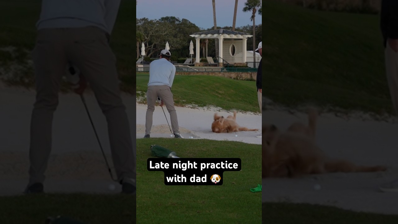 Adam Schenk’s dog Bunker playing in the bunker 🐕🐾 Adam Schenk’s dog Bunker playing in the bunker 🐕🐾