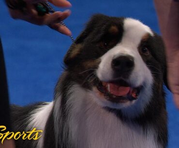 National Dog Show 2024: Herding Group (Full Judging) | NBC Sports