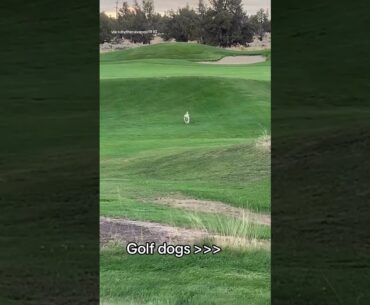 The best little golf helper 🐾