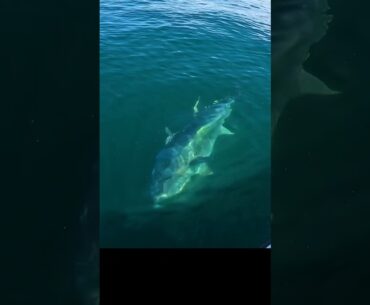 This Tuna was Enormous… #shorts #fishing