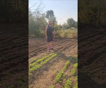 Planting Cherry Belle Radishes in the garden!