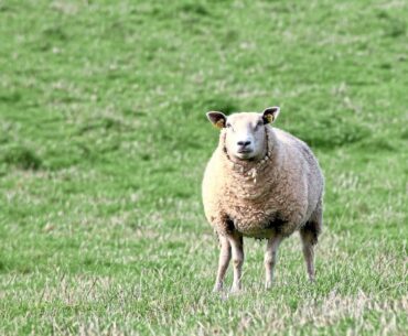 Grass-eating sheep sacked by golf club in New Zealand, replaced by mowers