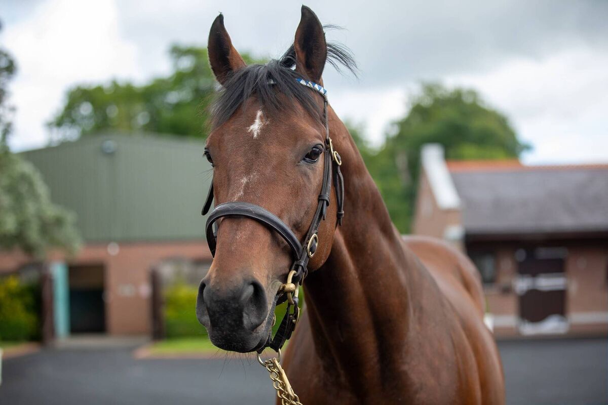 Thoroughbred racehorse Night of Thunder at Kildangan Stud, Kildare