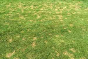 Turf update: Stressful summer for turf on golf courses