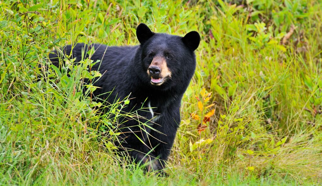 WATCH: Huge Black Bear steals man's golf clubs from his cart