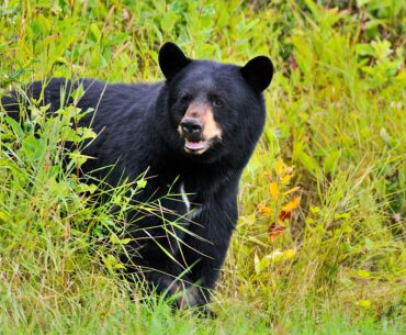 WATCH: Huge Black Bear steals man's golf clubs from his cart