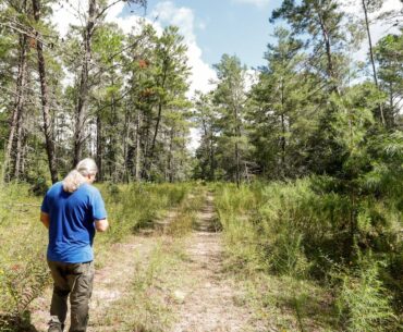 Could the deal to give protected Florida forest land to a golf company be dead?