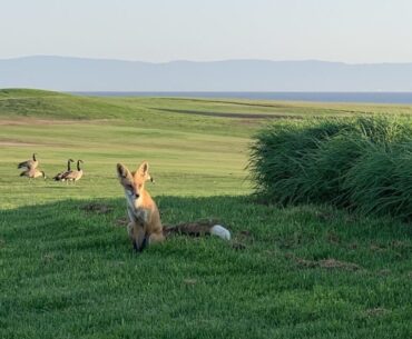 Should We Ban Golf Courses?