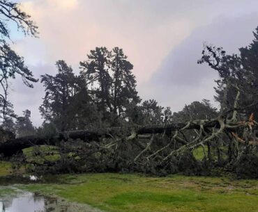 Roundup of news, results from Gisborne East Coast golf courses