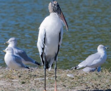 Ring-billed gulls with stork at Briarwood Executive Golf Course