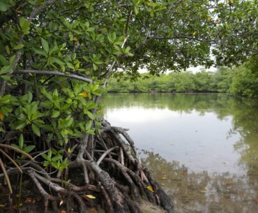 Floridians balk at DeSantis administration plan to build golf courses at state parks