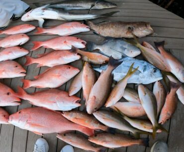 FIVE HUNDRED POUNDS OF FISH in 60 MINUTES on a 34 FREEMAN!! *Catch, Clean & Cook*