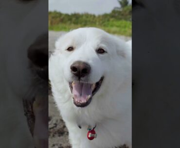 A sneak peak at our At Home series featuring Matthew Wolff and his dog, Zeus.