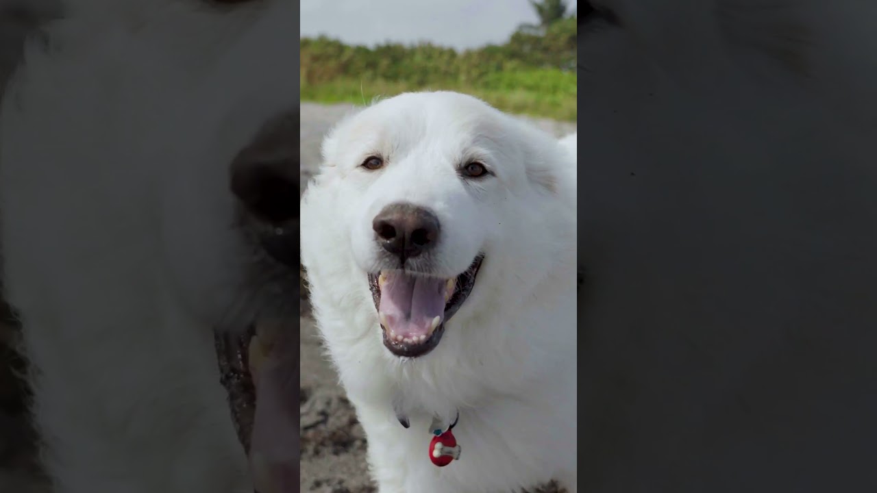 A sneak peak at our At Home series featuring Matthew Wolff and his dog, Zeus. A sneak peak at our At Home series featuring Matthew Wolff and his dog, Zeus.