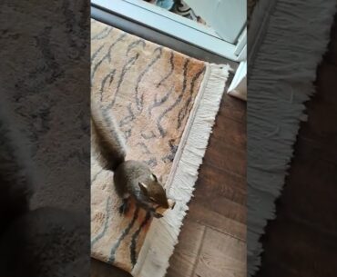 Speedy the squirrel likes John Mayer. #squirrels #wildlife #pets #squirrel #cute #squirrelwatching