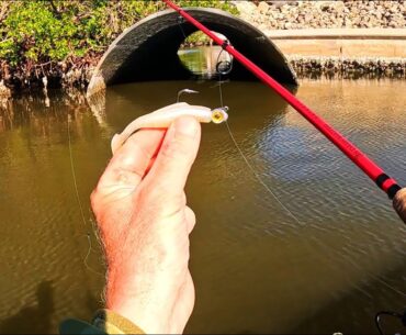 Where Florida Fish Are After the Cold - 5 Species on 1 Simple Lure!
