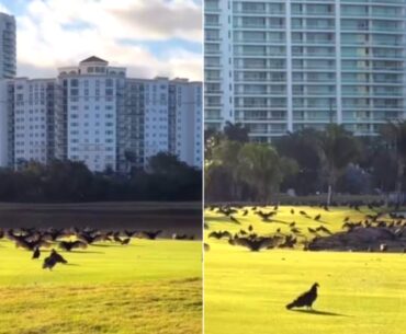 A flock of vultures sunbathing on a golf course in Miami