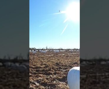 Single snow goose comes out of the sun! #goosehunting #hunting #duckhunting