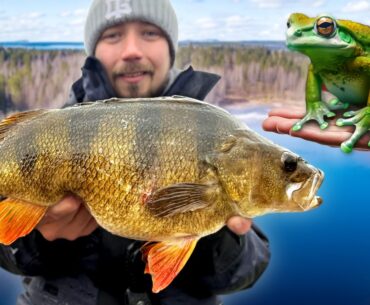 HOW TO CATCH BIG PERCH – Tips for Pros and Beginners