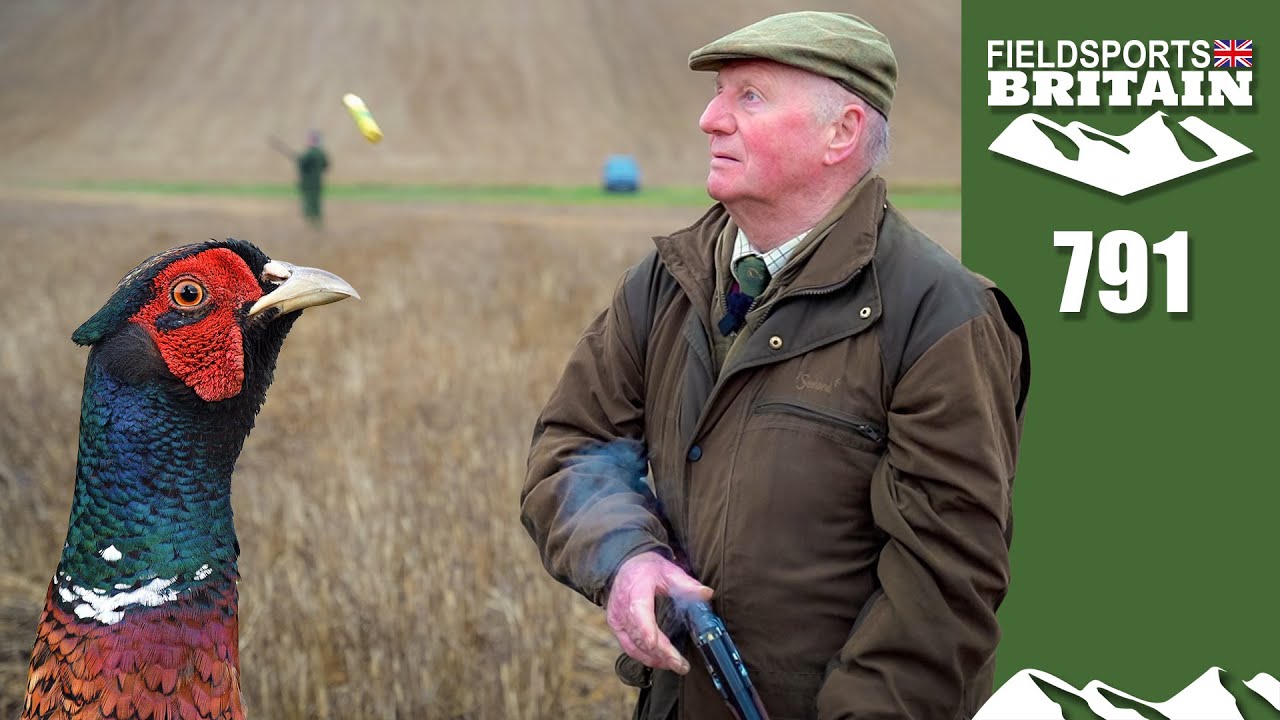 Fieldsports Britain – Golf course pheasants Fieldsports Britain – Golf course pheasants