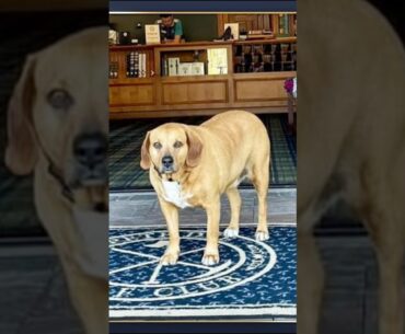 Golf Dogs of the Week - Week 2