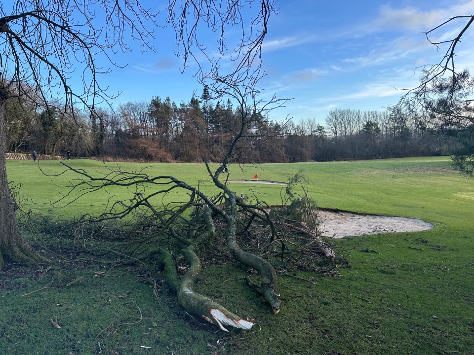 Broken tree branches on a golf course.