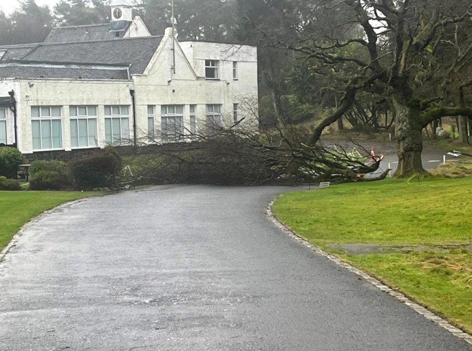 Fallen tree blocking a roadway near a building.