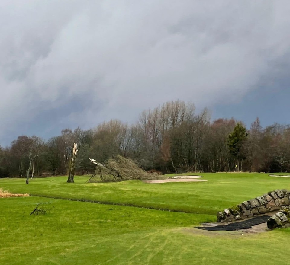 Fallen tree on a golf course.