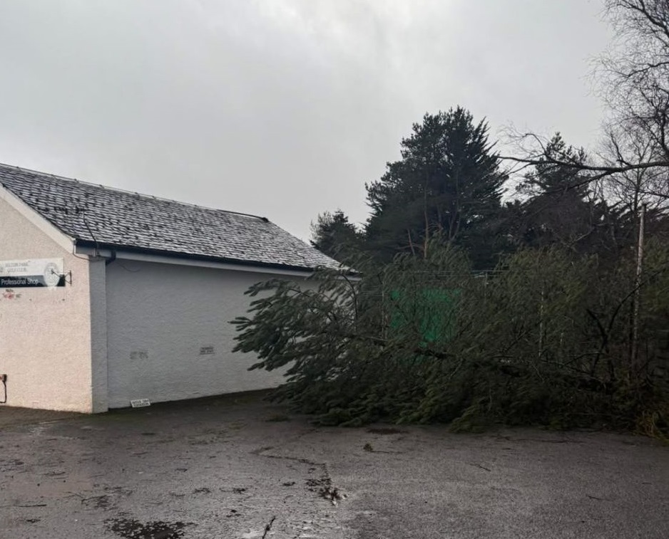 Fallen tree near building.
