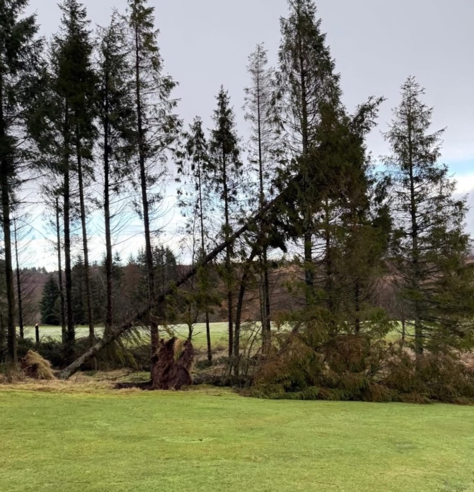Fallen tree in a grove of evergreens.