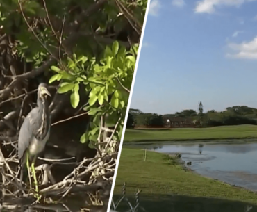 Developers submit scaled-down proposal for housing project on Calusa golf course – NBC 6 South Florida