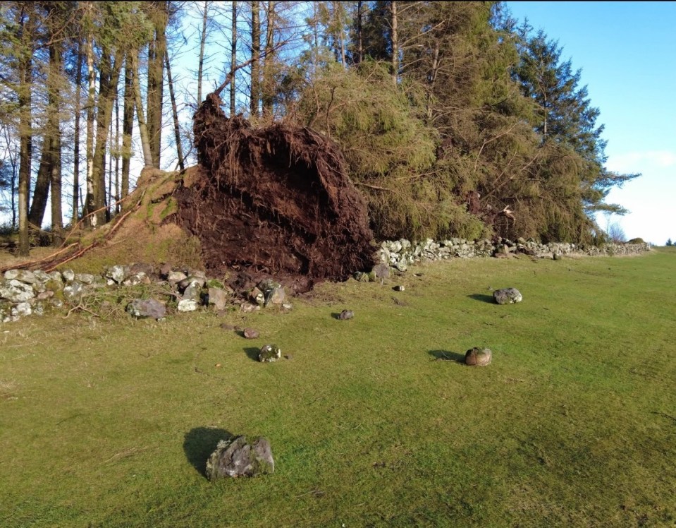 Storm damage to a golf course in Scotland showing an uprooted tree.