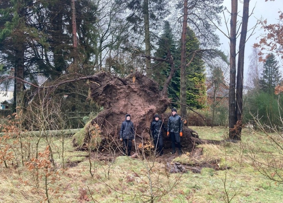 Three people stand in front of a large uprooted tree.