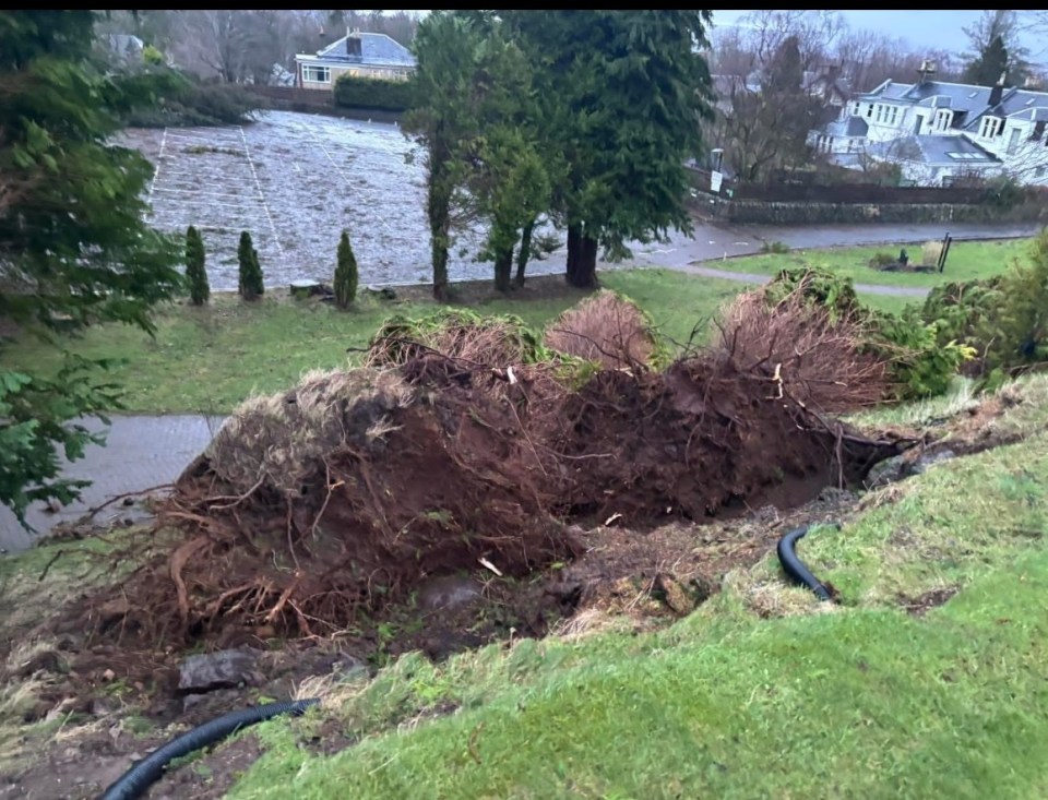 Storm damage to a golf course in Scotland, showing uprooted trees.