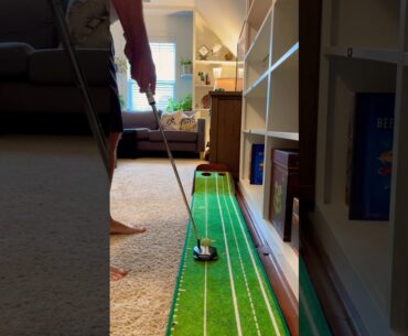 Golf balls are not Irish Wolfhound resistant #golf #dog #funny #shorts