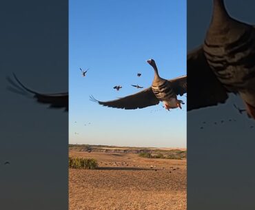 Spec Goose Hunt WOW 🦆#huntongaro #cabelas #benelli #hevishot  #duckhunting #goosehunting