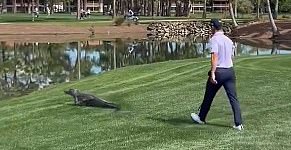 The Florida native then calmly shepherds the large reptile back safely into the water