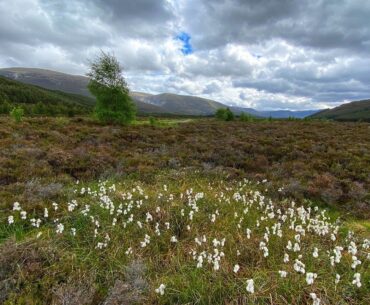 Nature's comeback: How rewilding is transforming golf courses