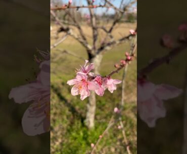 Peach bloom in Georgia #offgrid #garden #fruit #tree #peach #shtf #golf #food #masters #flowers