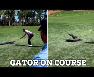 Billy Horschel Heroically Shepherds an Alligator on Florida Golf Course During PGA National on Thu