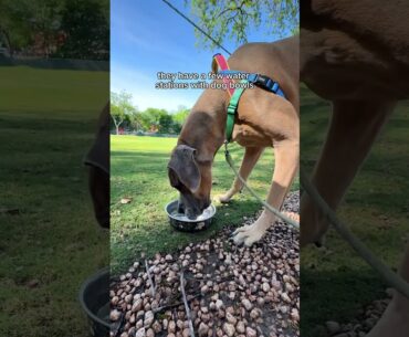 Reliving my college golf days… with my dogs ⛳️ #austintx #golf #golfgirls #atx #austin