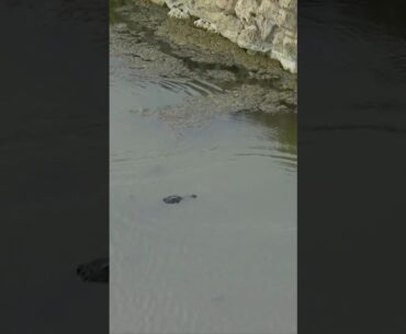 Souvenir for a gator ... and almost two 🐊