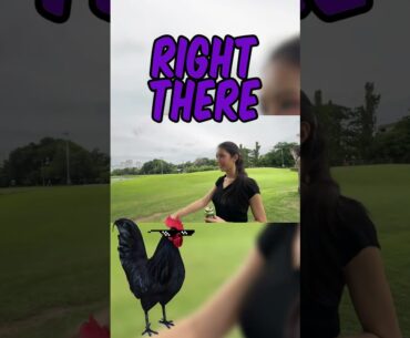 BBC gets the golf ladies excited 😎 #golf #thailand #golftips #golflife #pga #memes #funny #comedy