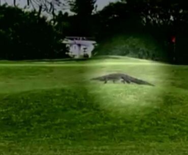 Wayward croc calls Hollywood golf course home